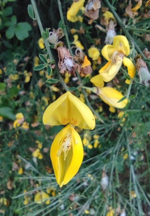 Cytisus striatus flower