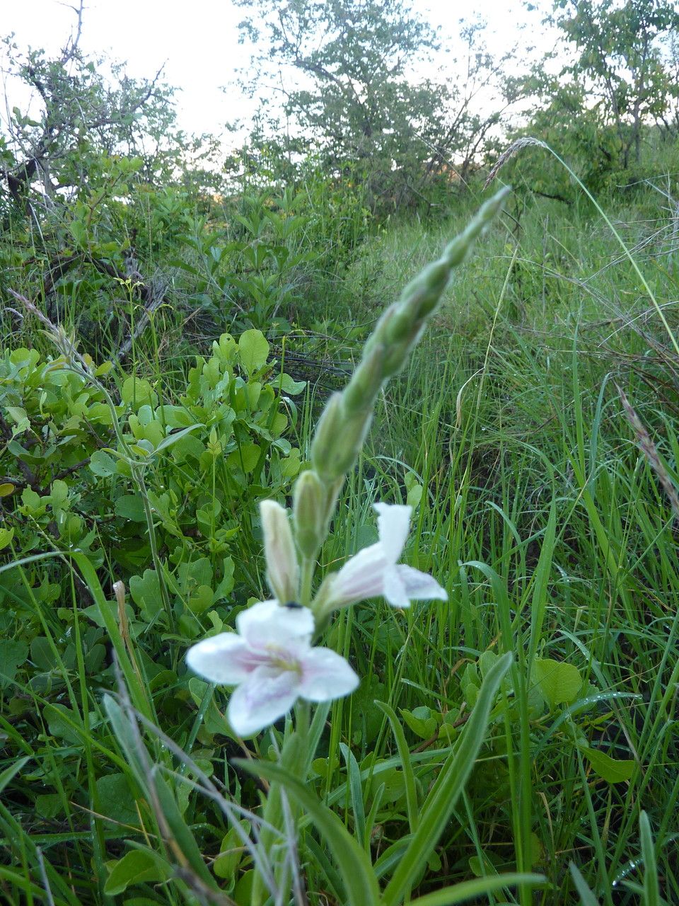 Asystasia laticapsula habit