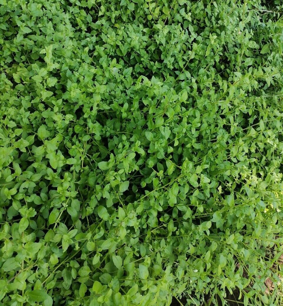 Felicia petiolata — search result for 'Felicia'