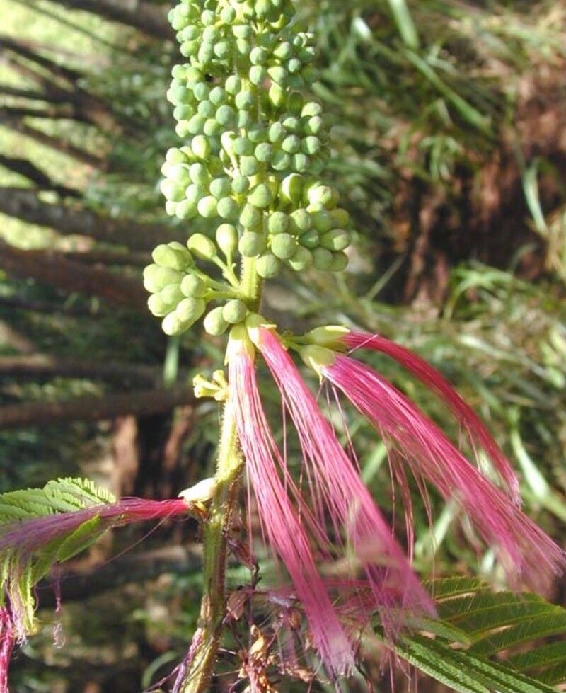 Calliandra calothyrsus fruit