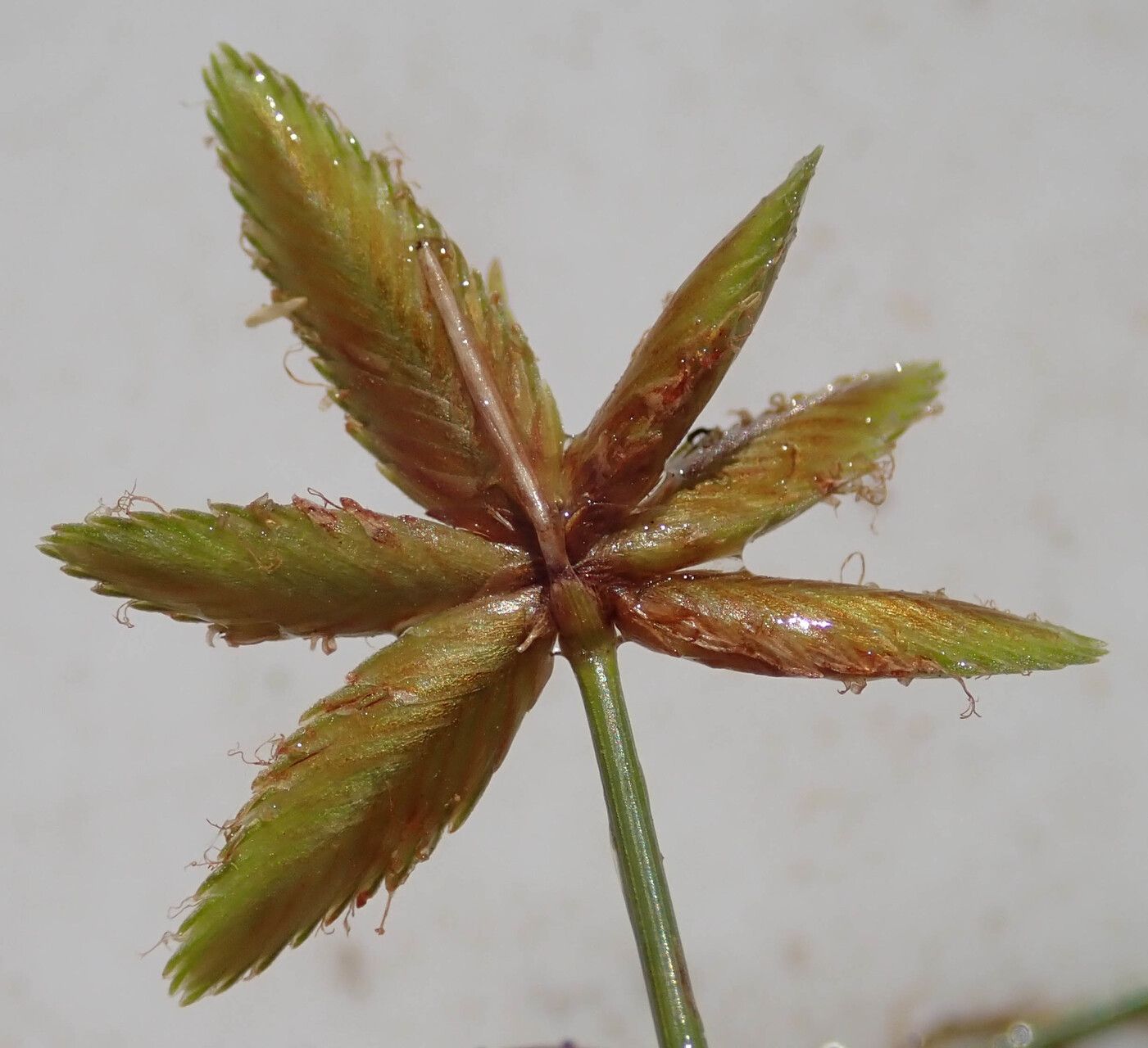 Cyperus pectinatus — houseplant care guide