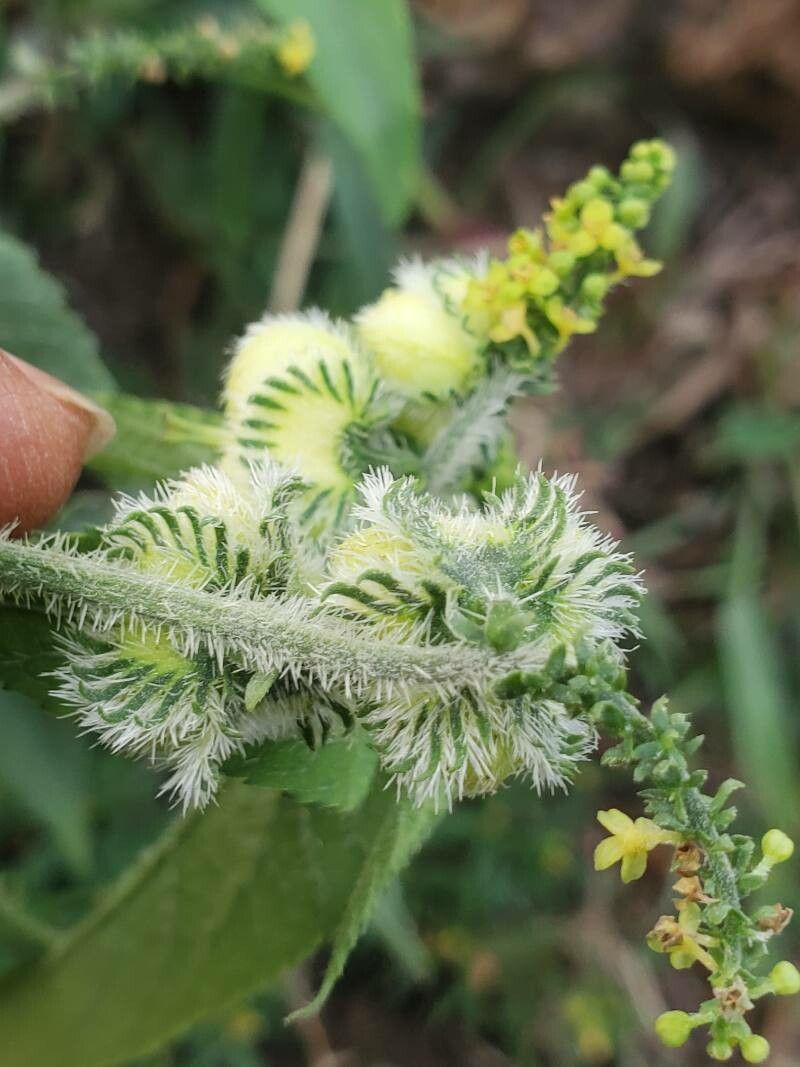 Tragia senegalensis fruit