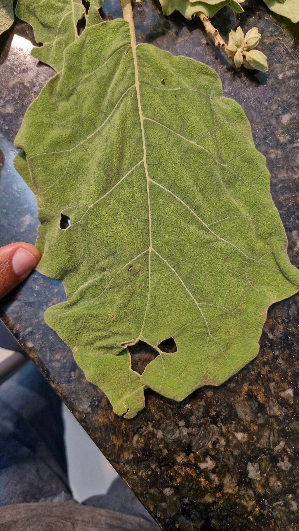 Solanum crinitum leaf
