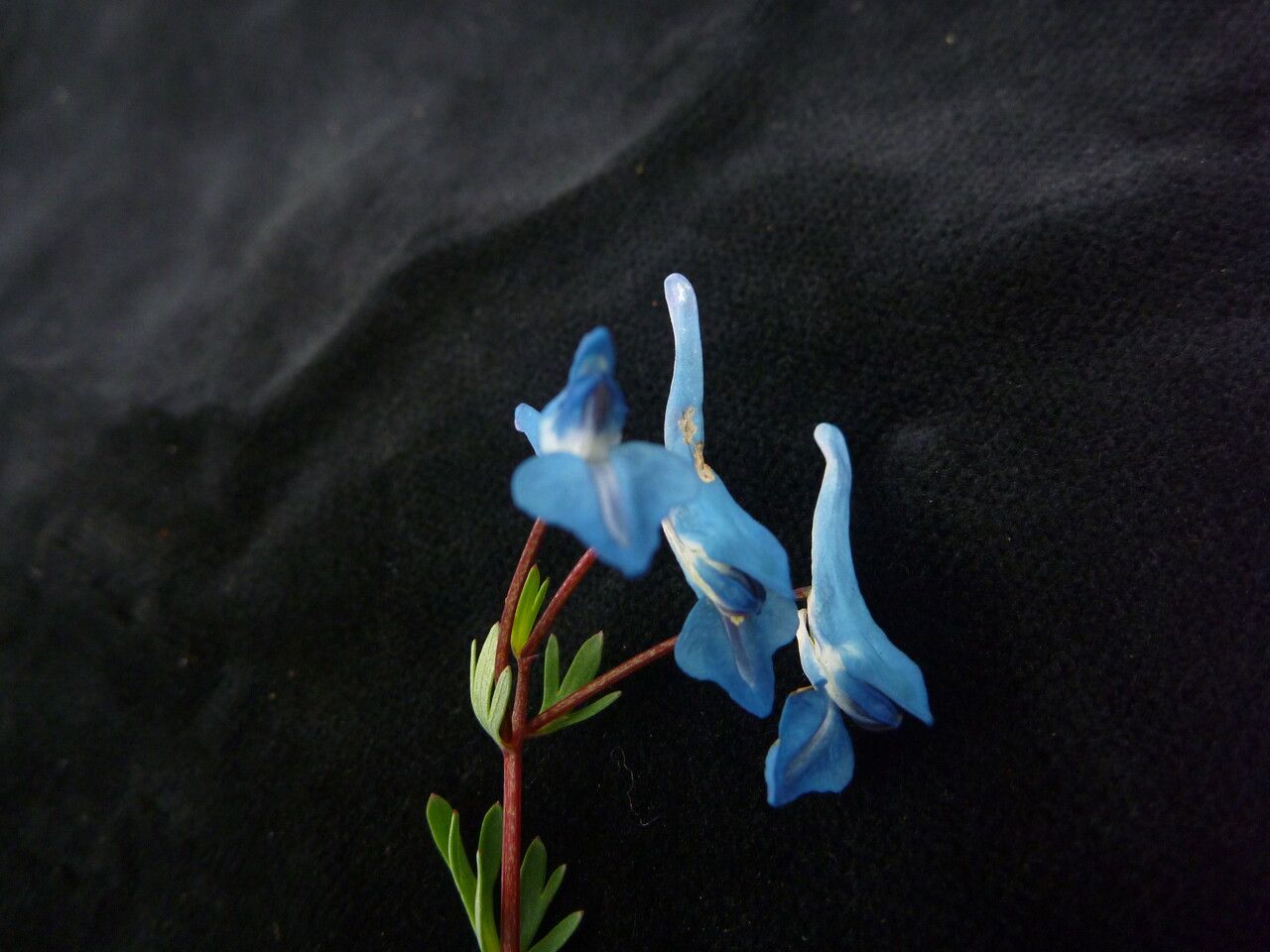 Corydalis cashmeriana habit