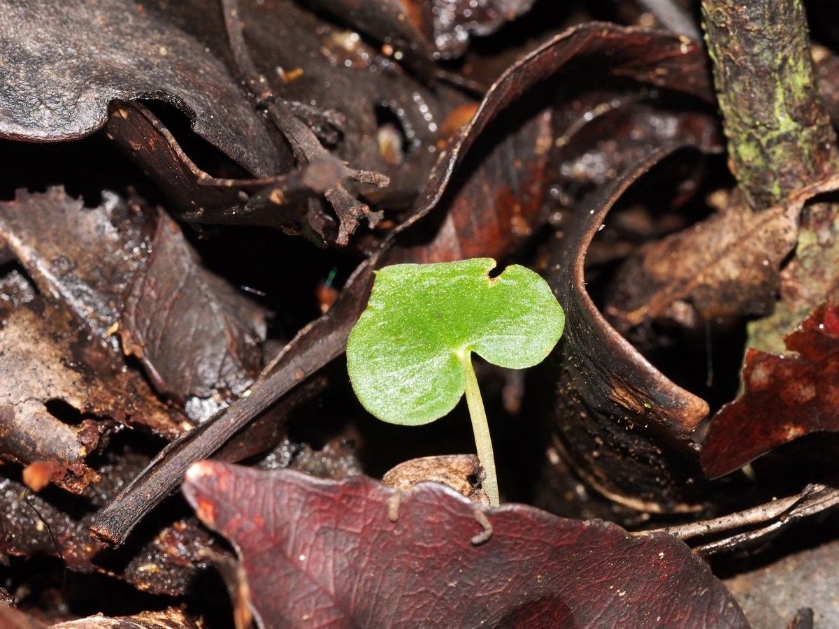 Acianthus uvarius habit