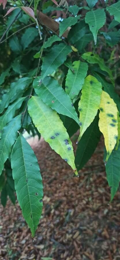 Amesiodendron chinense leaf