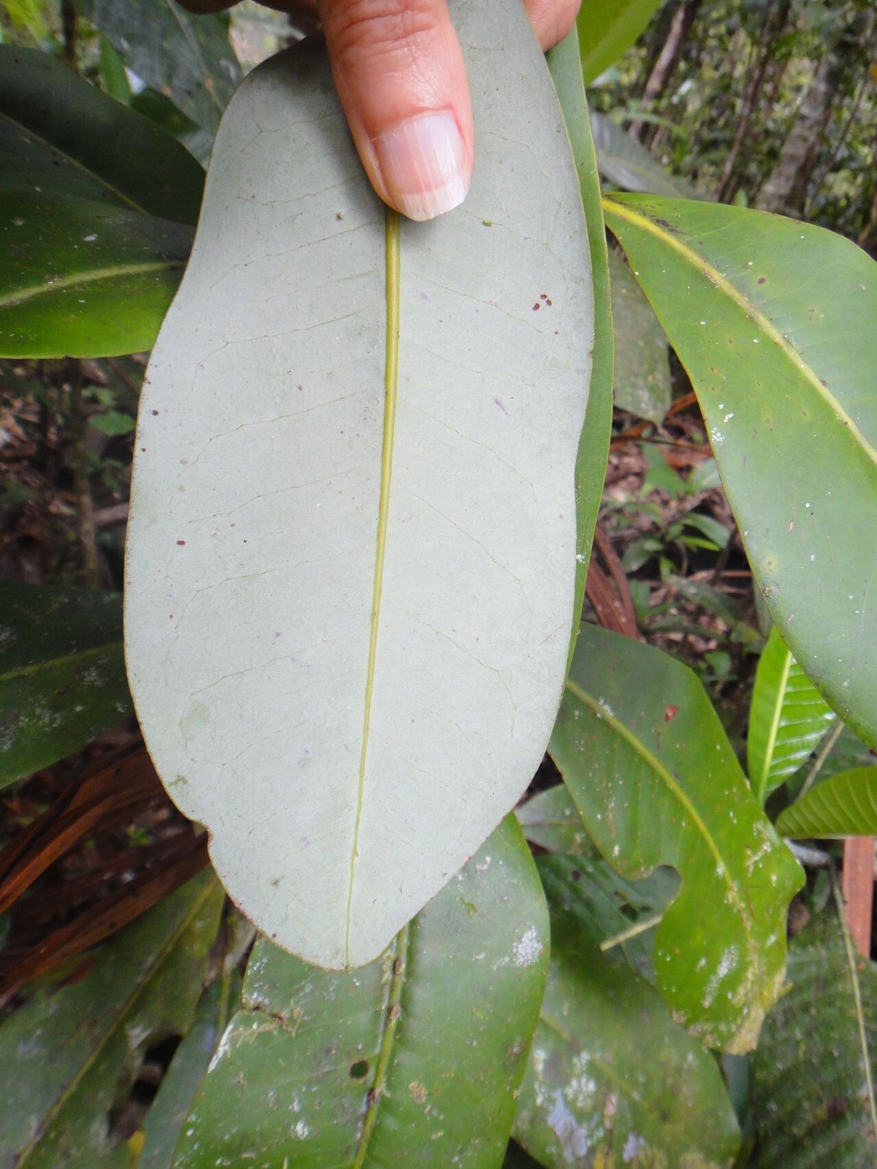 Zygogynum amplexicaule — related species from the same genus