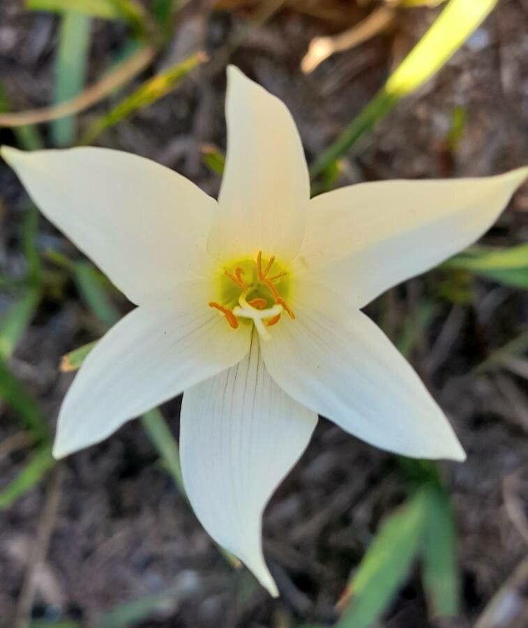 Zephyranthes jamesonii — houseplant care guide