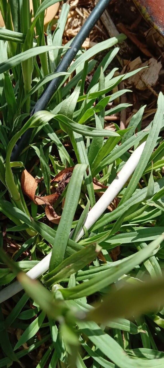 Viscaria vulgaris leaf