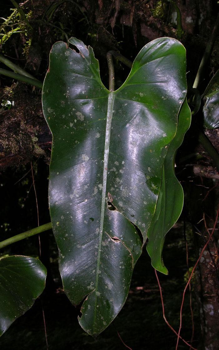 Philodendron aromaticum leaf