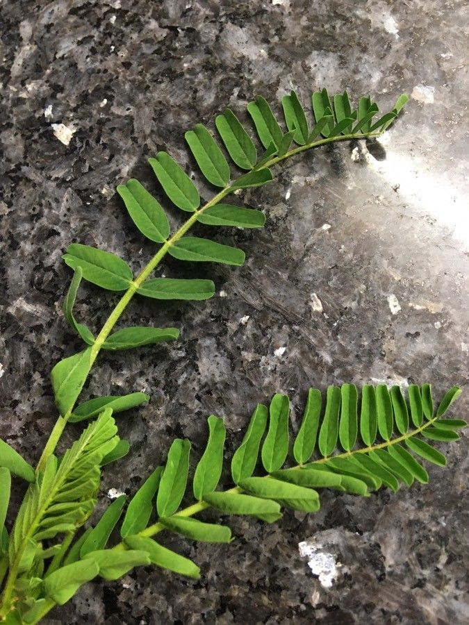 Astragalus boeticus leaf