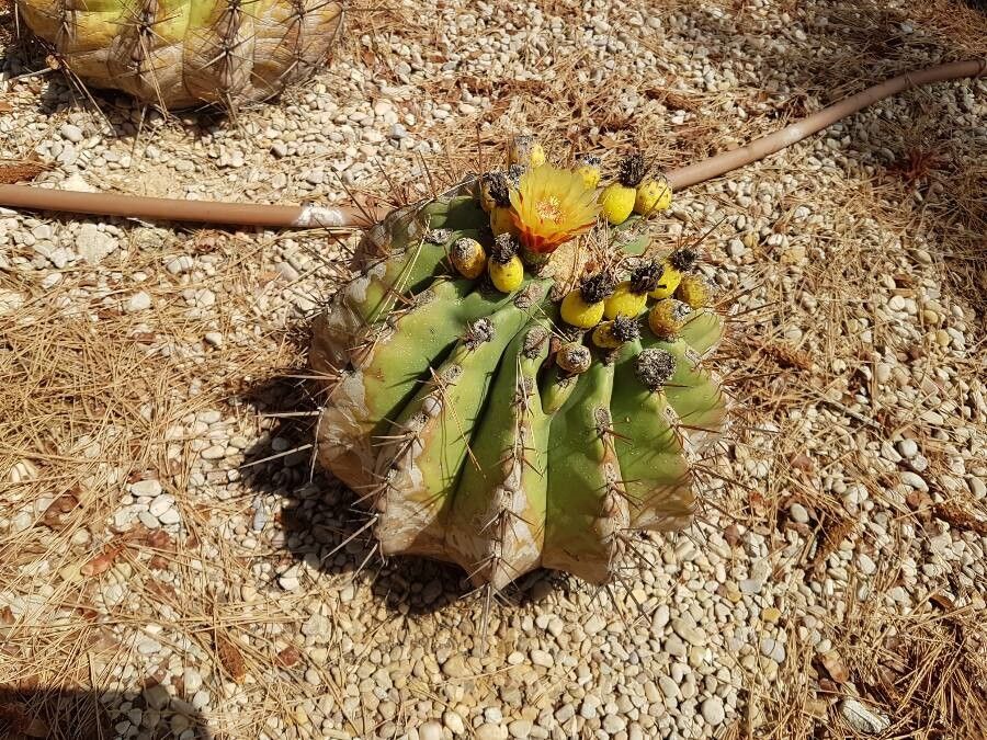 Ferocactus pottsii flower