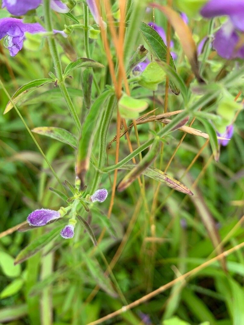 Scutellaria integrifolia — herb houseplant