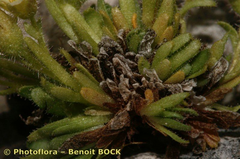 Saxifraga facchinii bark