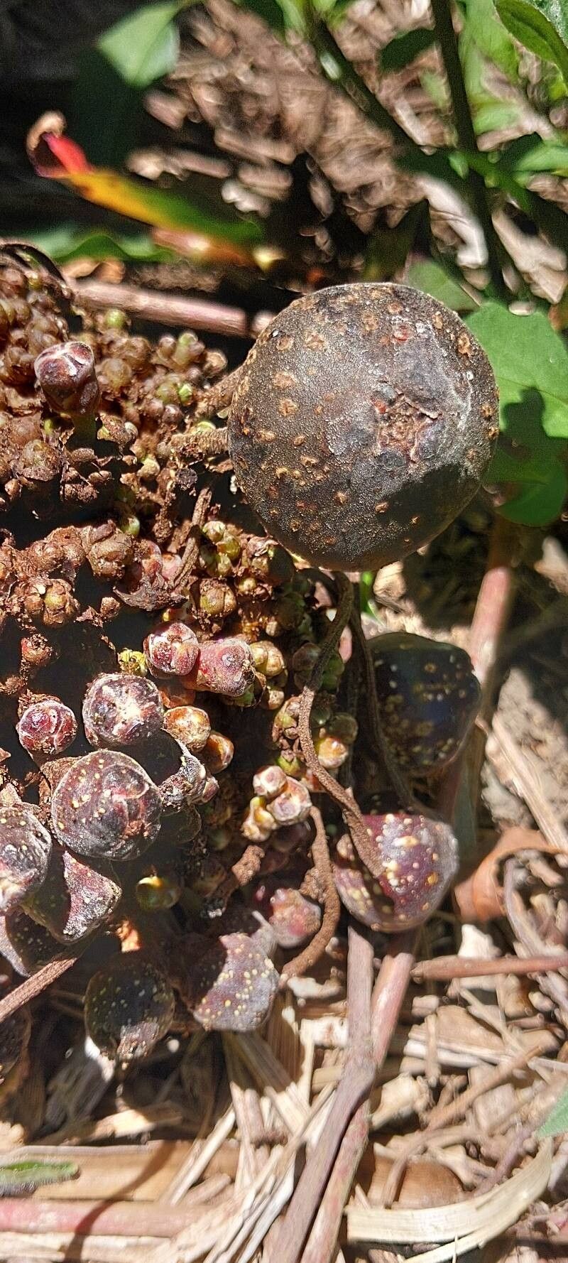 Ficus botryoides fruit