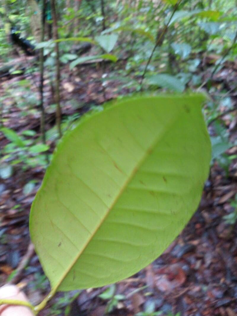 Guatteria scandens leaf