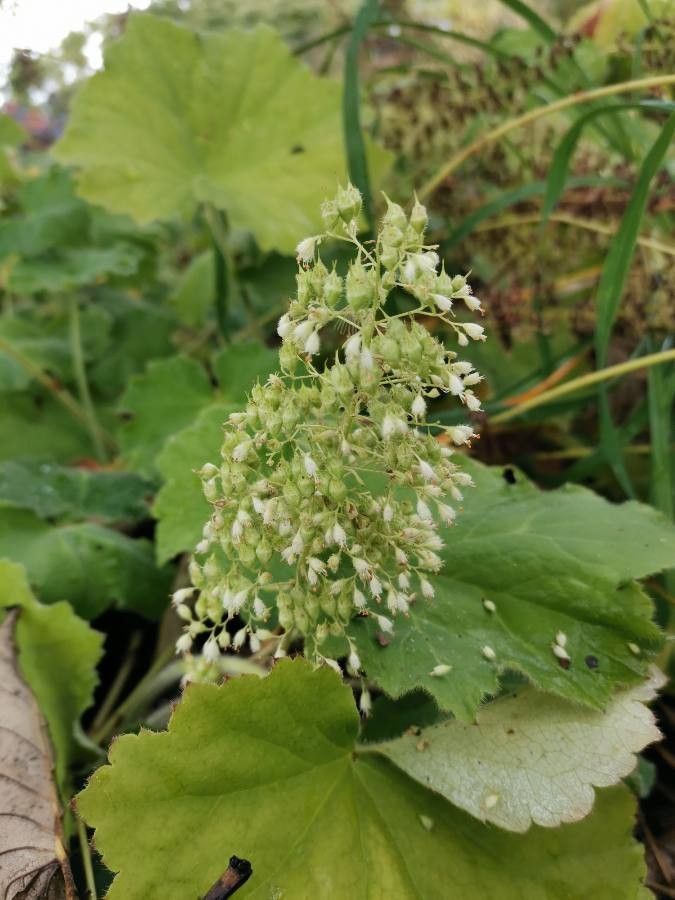 Heuchera villosa flower