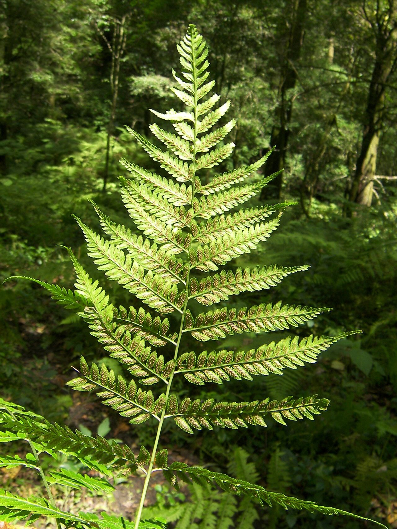 Diplazium franconis leaf
