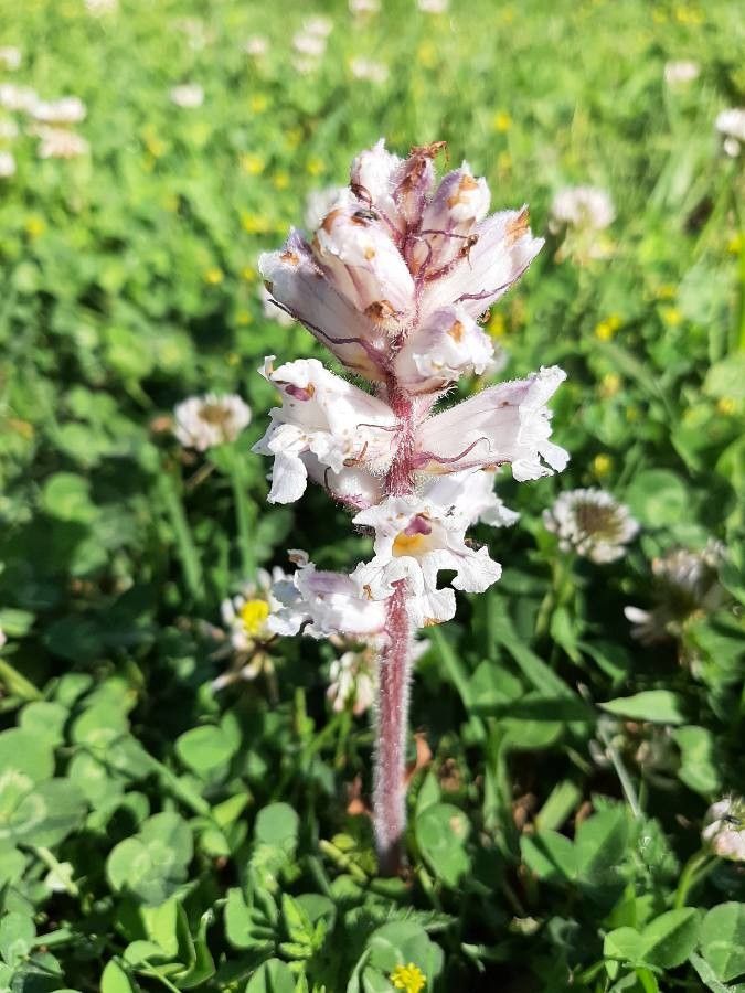Orobanche picridis flower