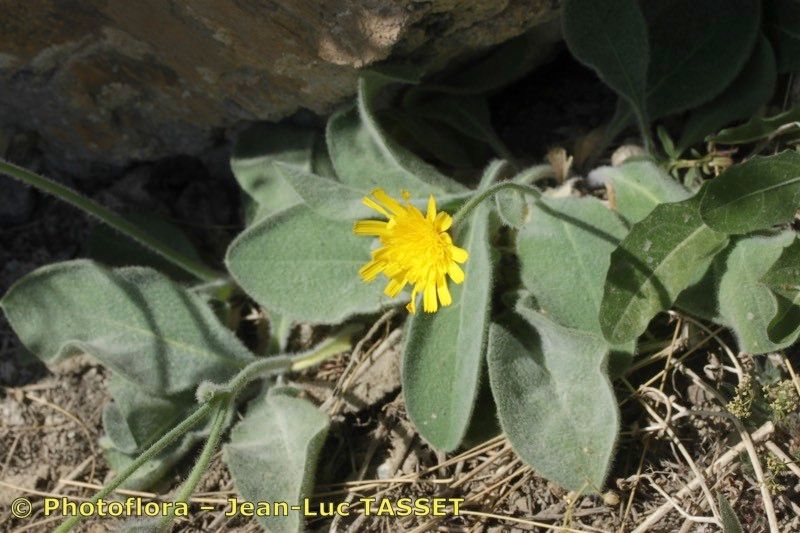 Hieracium pteropogon habit