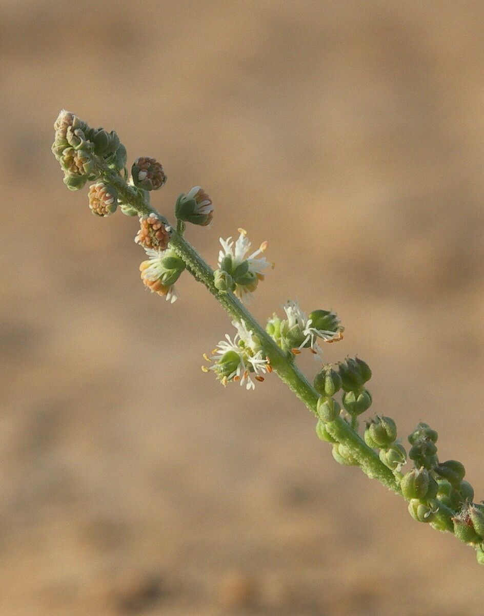 Caylusea hexagyna flower