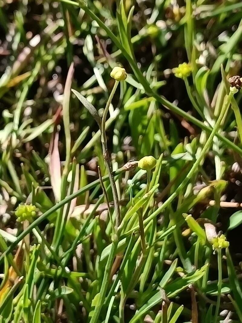 Ranunculus flammula leaf