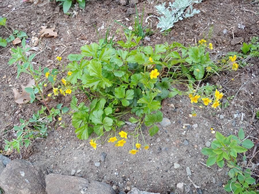 Waldsteinia fragarioides habit
