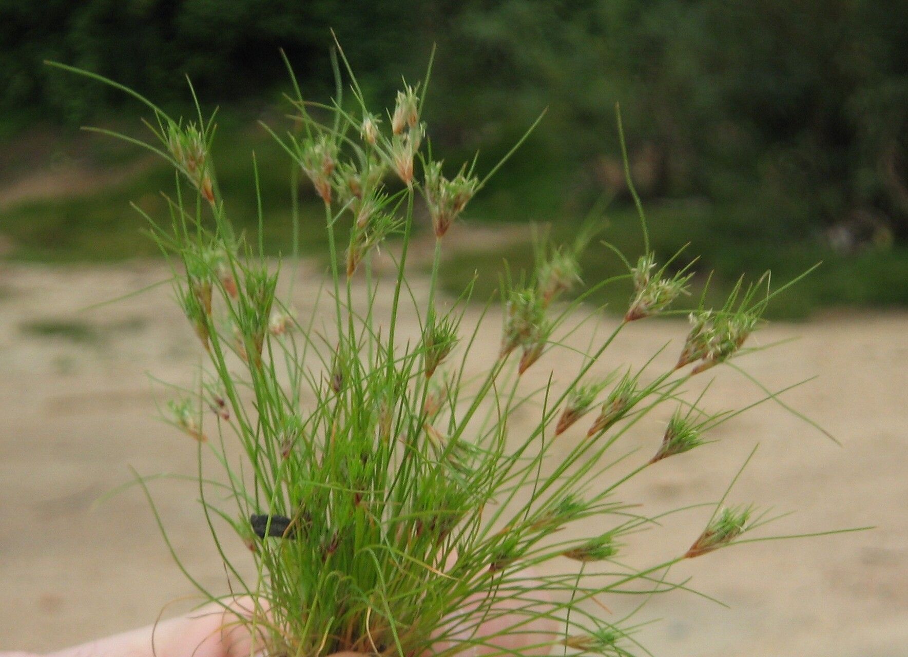 Bulbostylis abbreviata — related species from the same genus