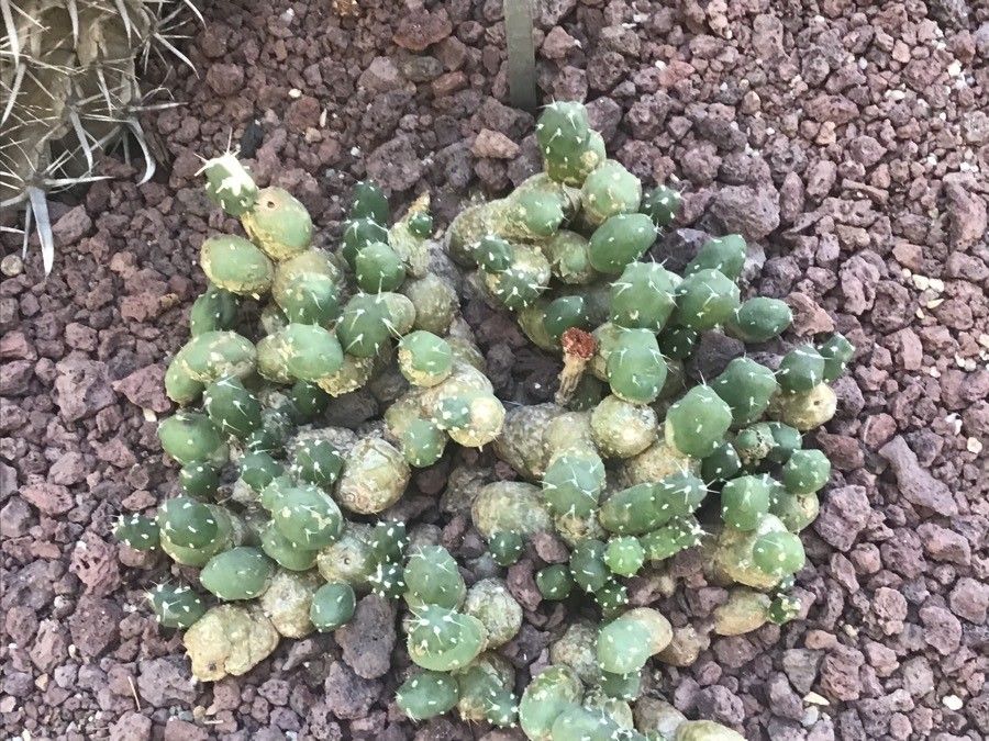 Tephrocactus chichensis — houseplant care guide