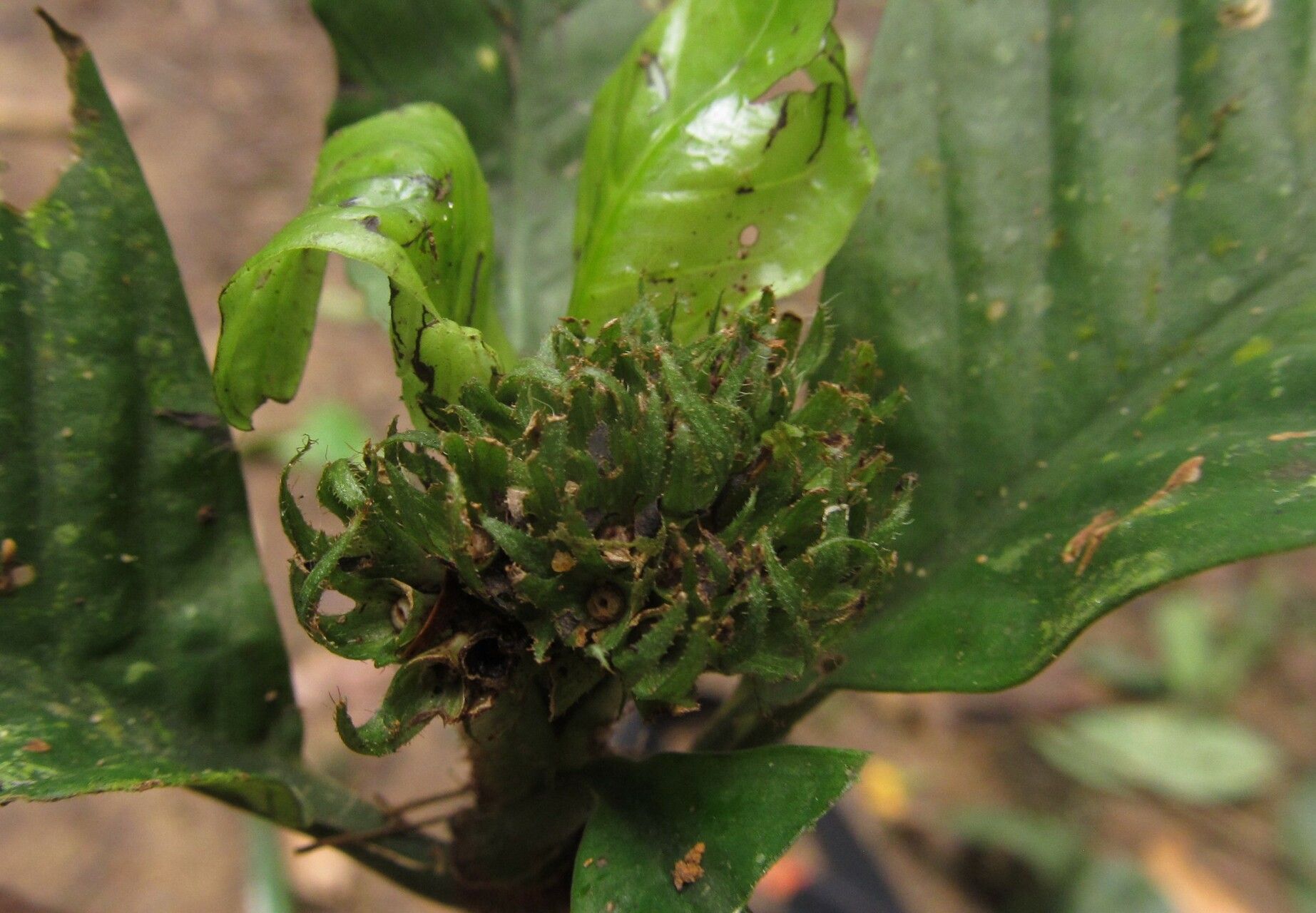 Psychotria globosa flower