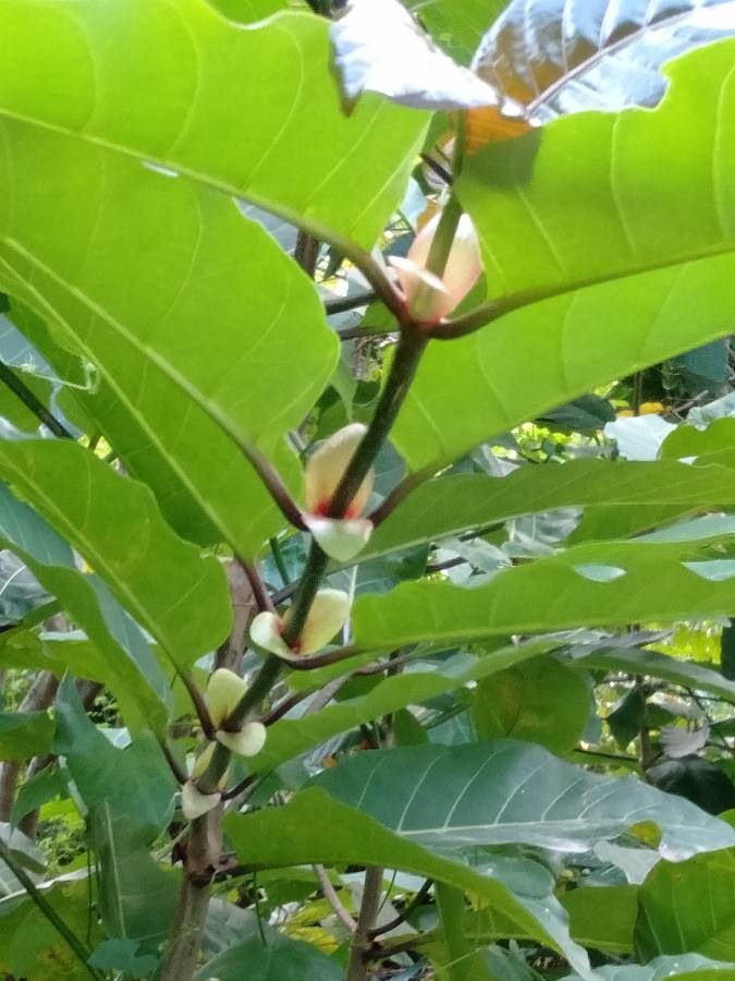 Nauclea orientalis — search result for 'Guinea'