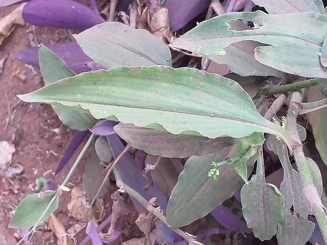 Aneilema aequinoctiale — houseplant care guide