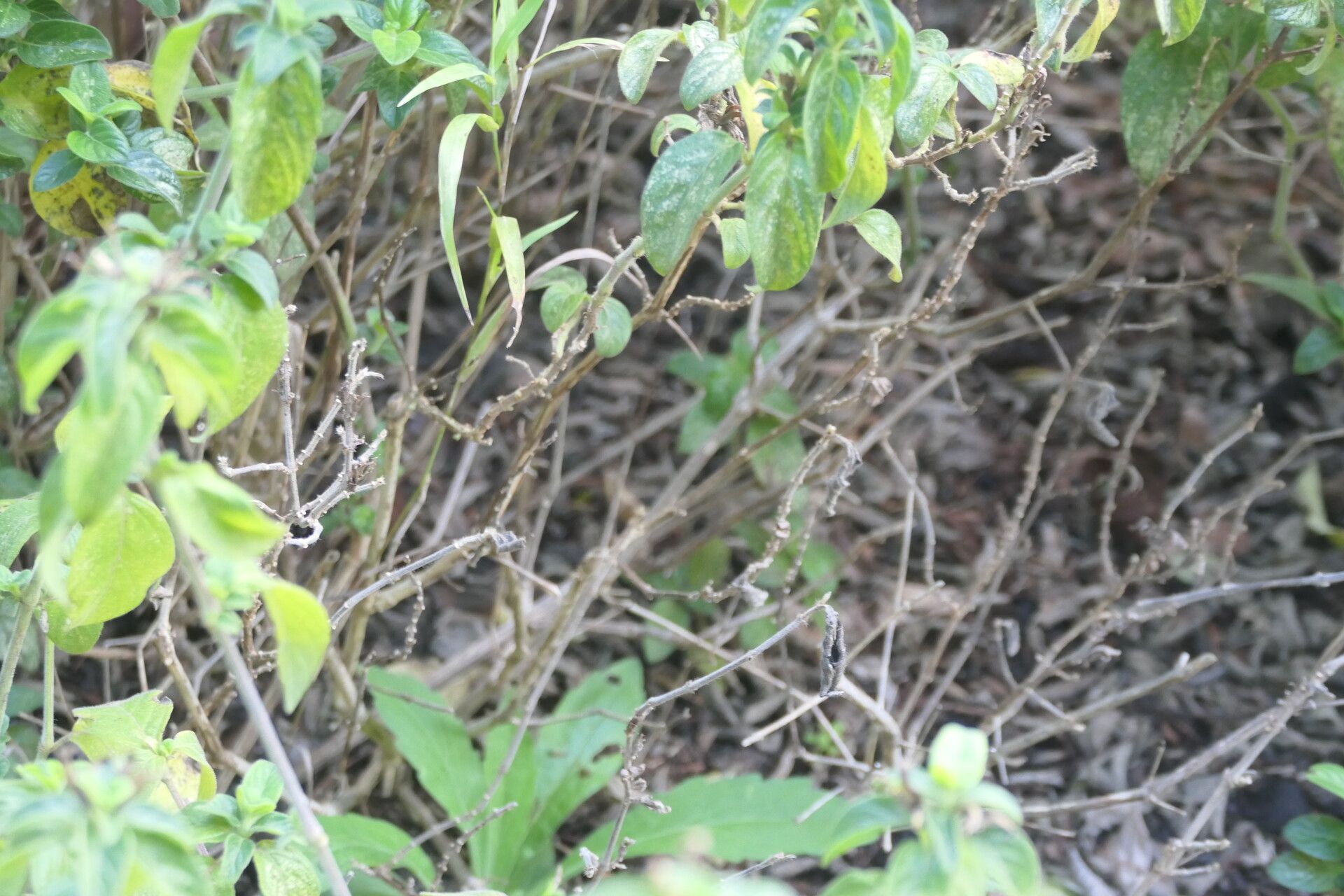 Barleria obtusa bark