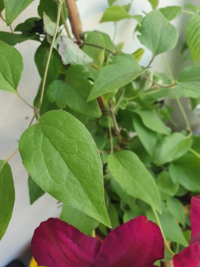 Clematis lanuginosa — search result for 'Clematis'