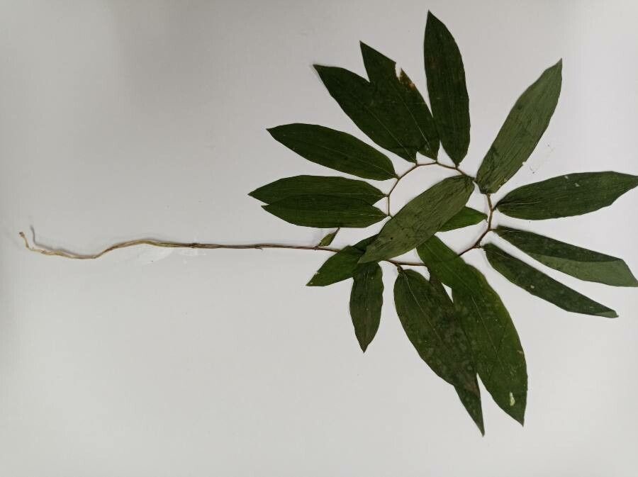 Bomarea obovata — search result for 'Bomarea'