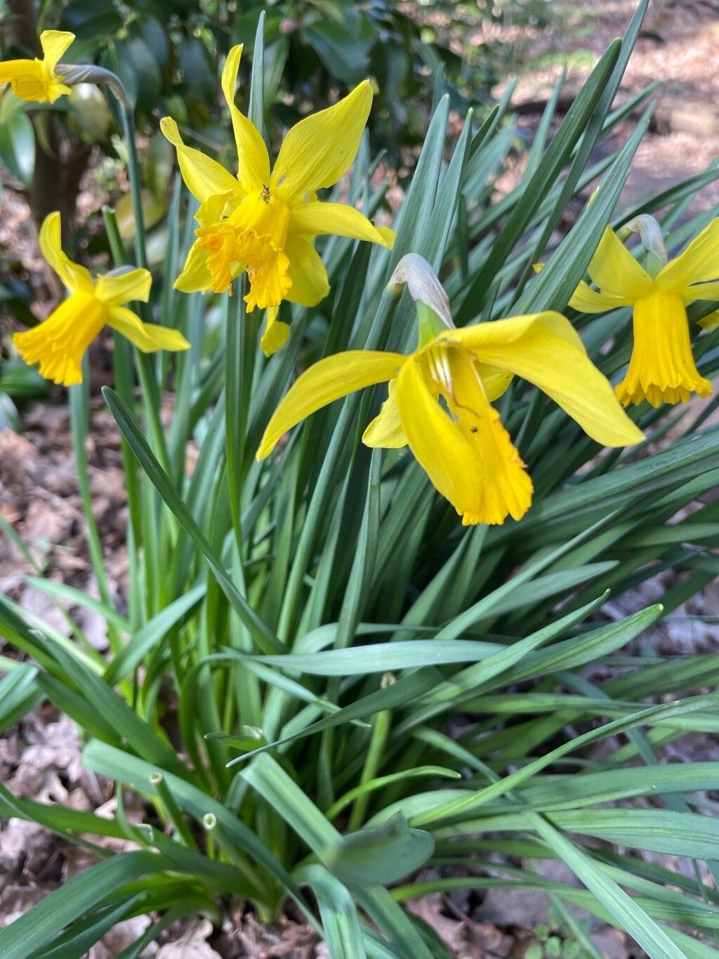 Narcissus × odorus flower