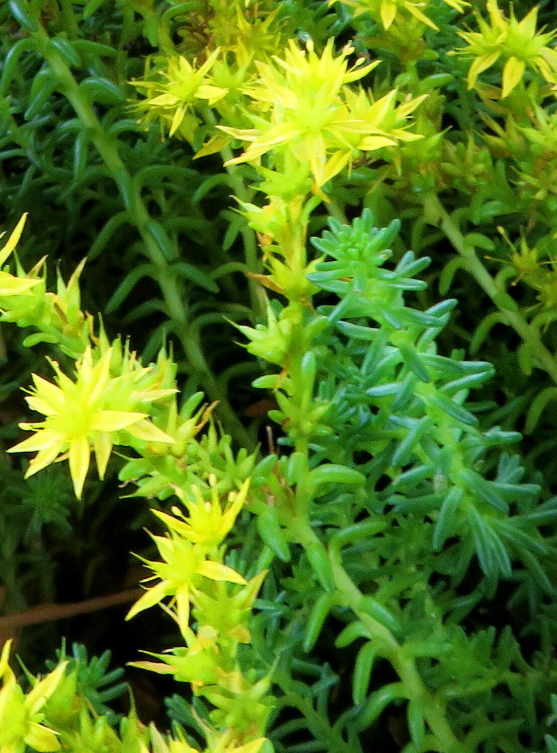 Saxifraga canaliculata flower