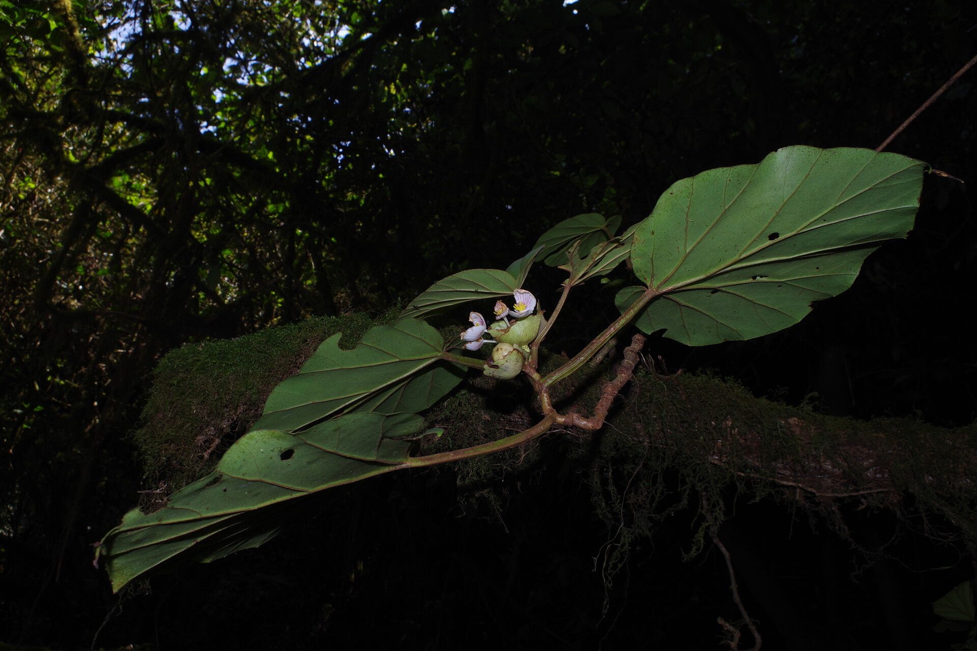 Begonia poculifera habit