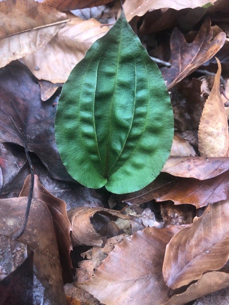 Tipularia discolor leaf