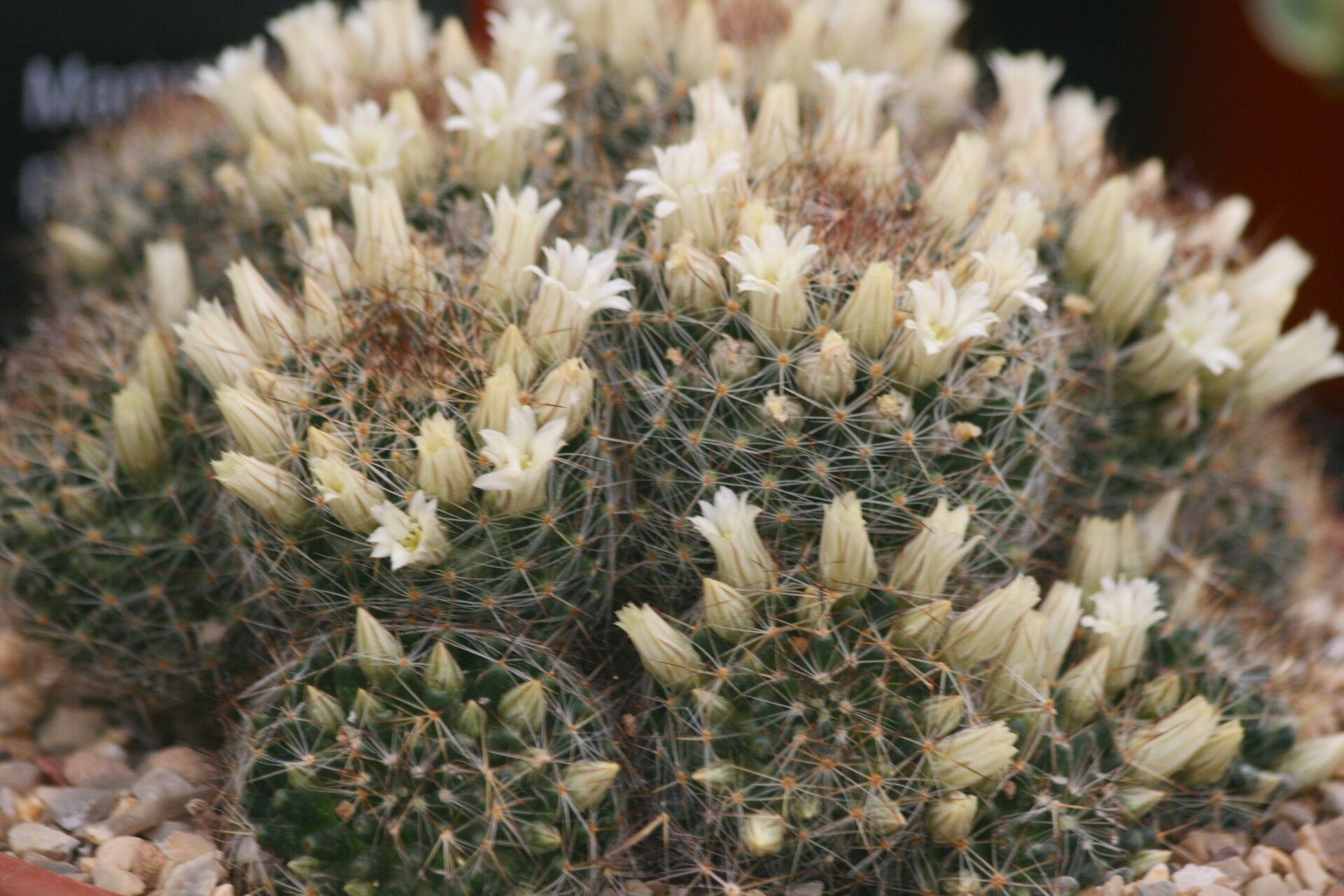 Mammillaria picta flower