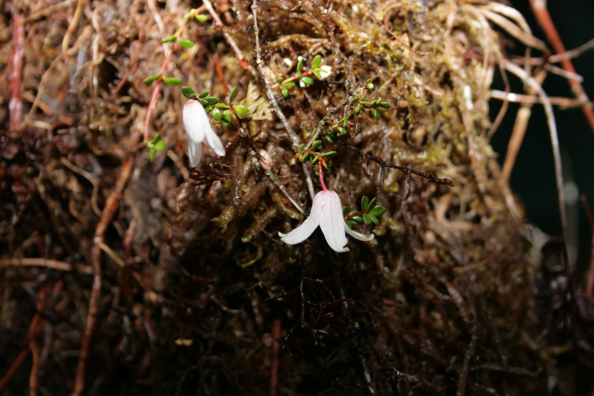 Rhododendron anagalliflorum habit