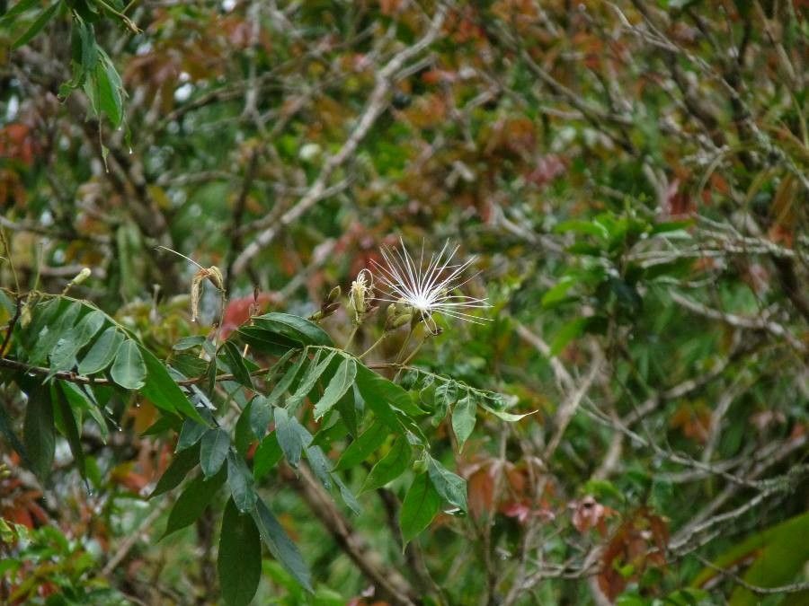 Inga cocleensis flower