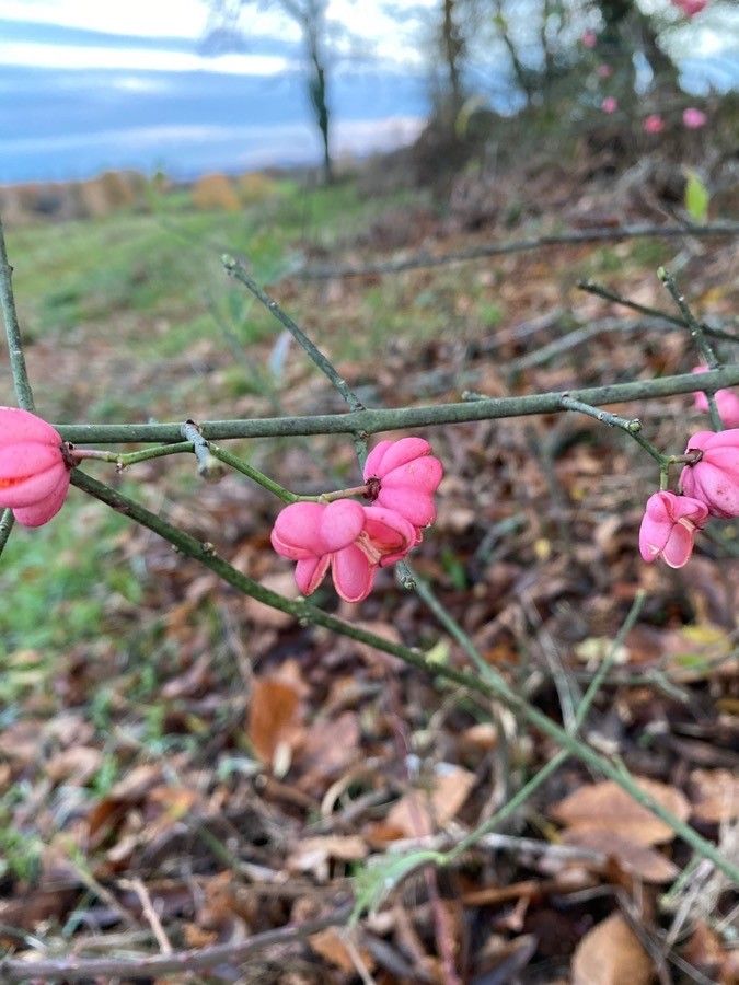 Euonymus atropurpureus flower
