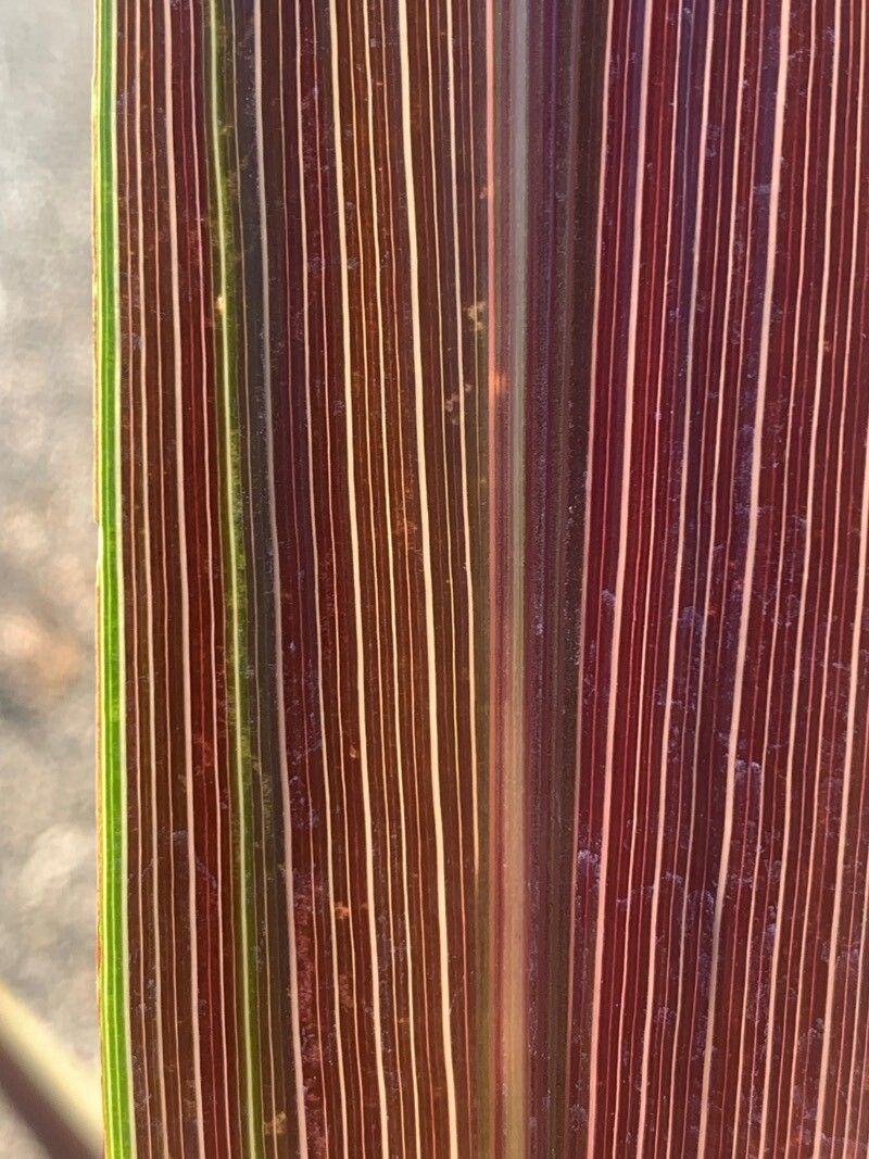 Cordyline banksii leaf