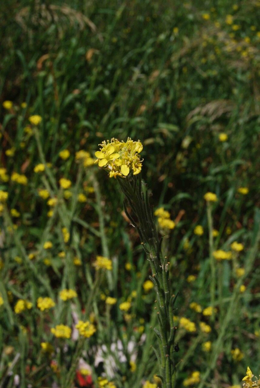 Sinapis pubescens flower