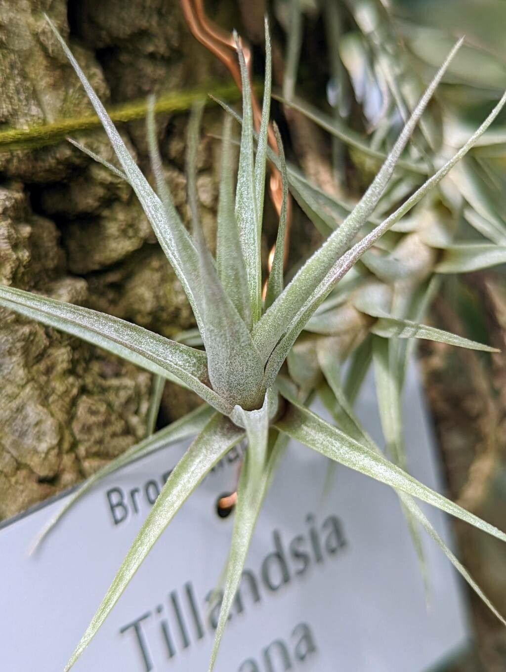 Tillandsia nana — houseplant care guide