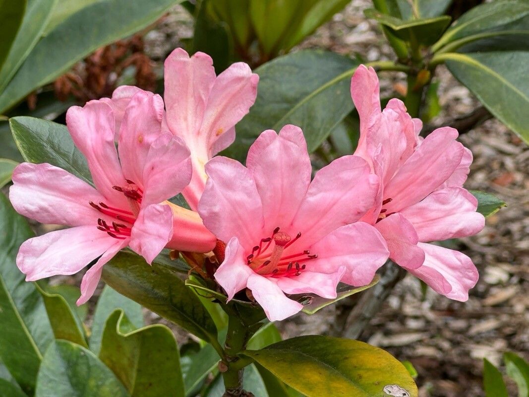 Rhododendron dielsianum flower