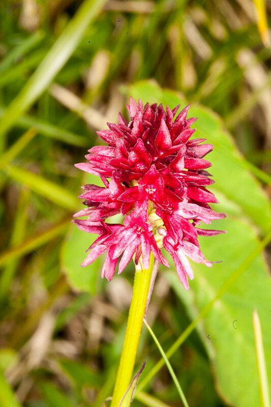 Gymnadenia miniata flower
