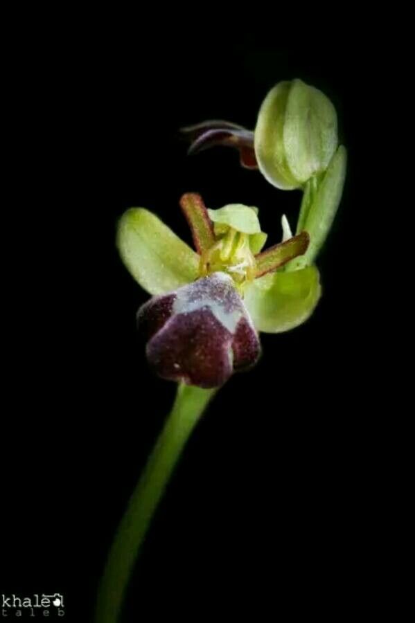 Ophrys omegaifera — search result for 'Ophrys'