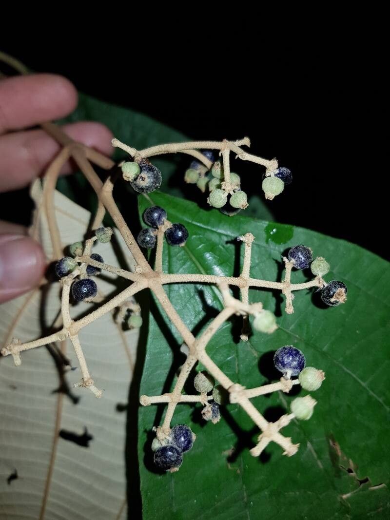 Miconia dissitinervia fruit